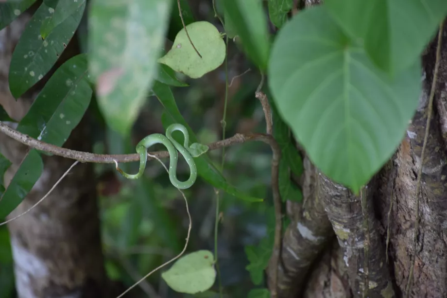 Tabin, Sabah, Borneó