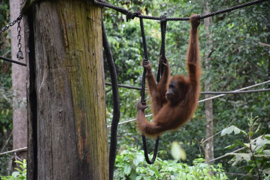 Organgtan Rehabilitációs Központ Sepilokuban, Sabah, Borneó