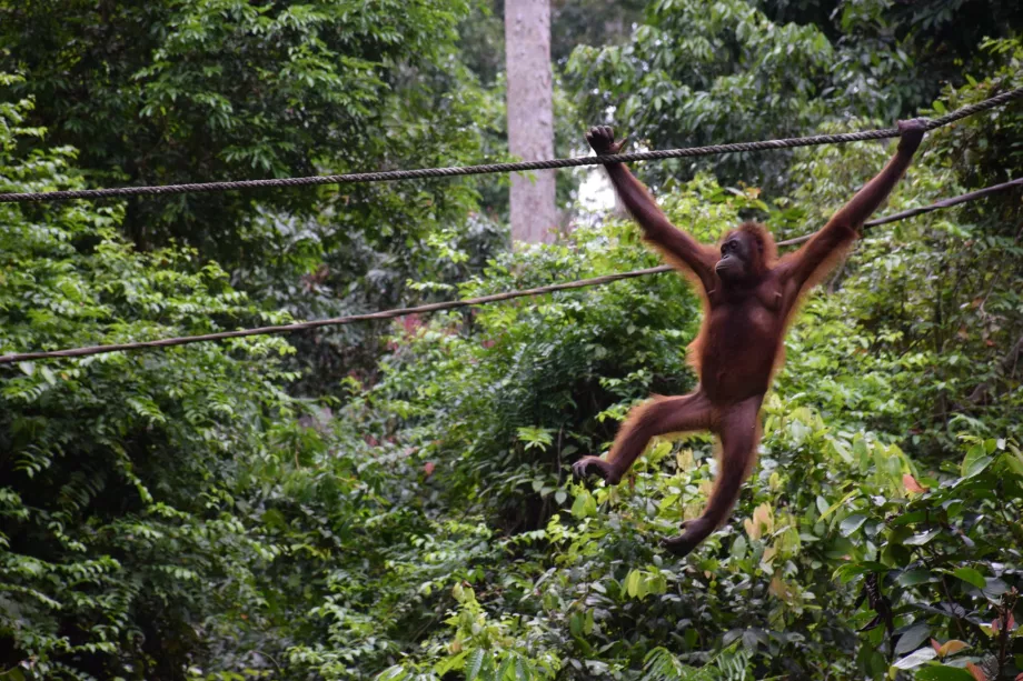 Sabah, Borneó