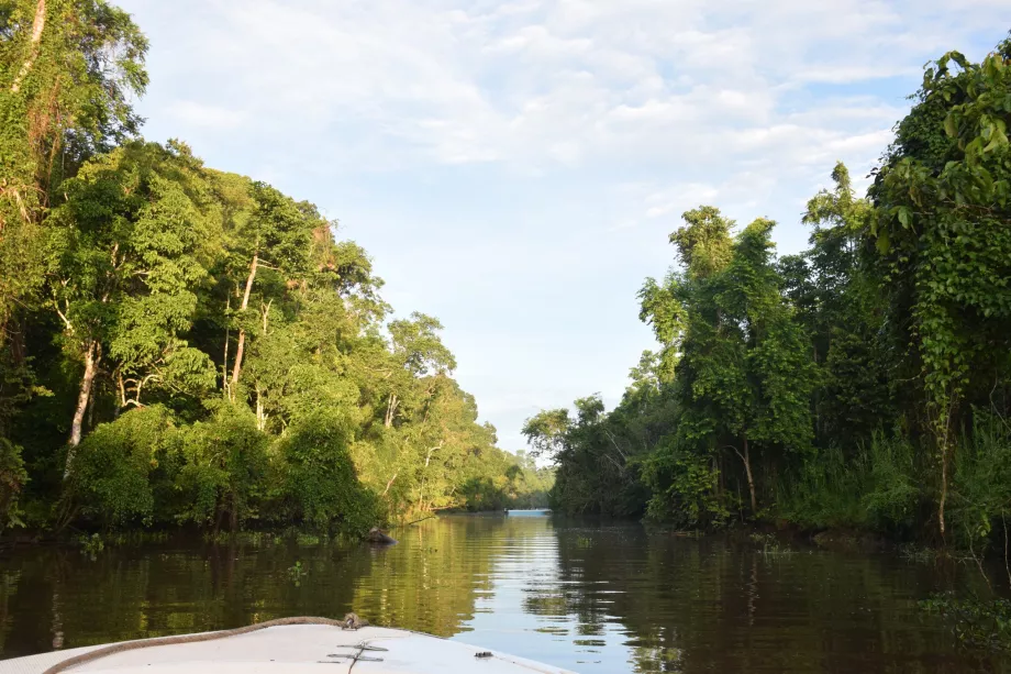 Folyami szafari a Kinabatangan folyón, Sabah, Borneó