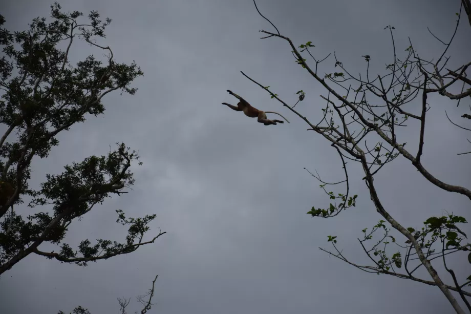 Kinabatangan folyó, Sabah, Borneó