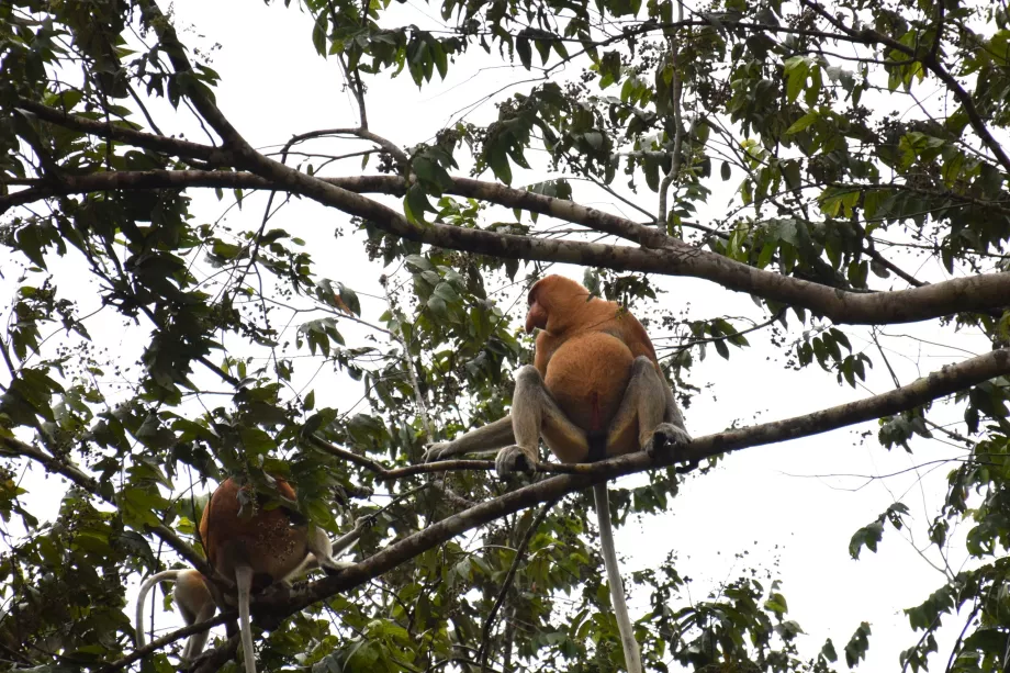 Klias vizes élőhelyek, Sabah, Borneó