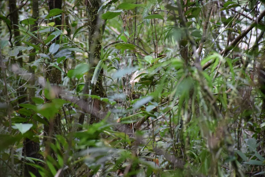 Maliau folyómedence, Sabah, Borneó