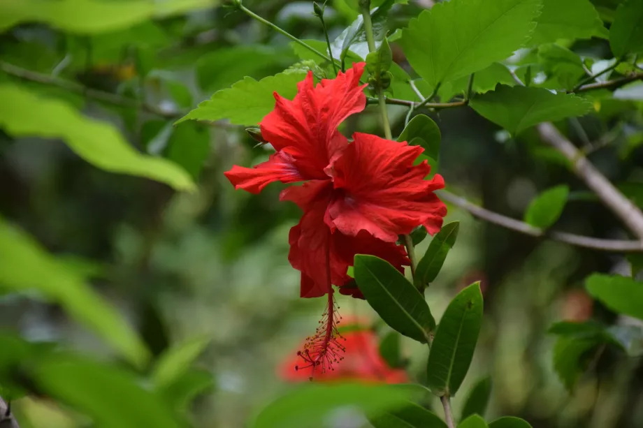 Kinabalu, Sabah, Borneó