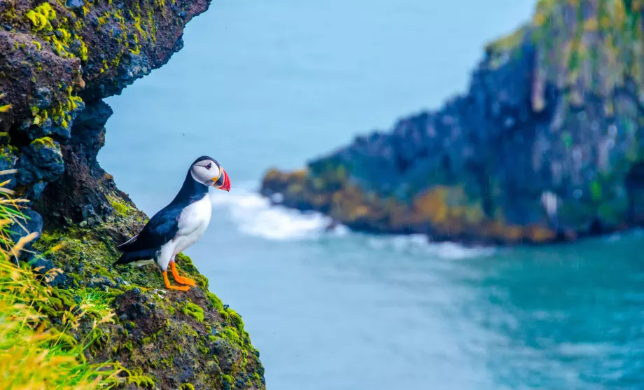 Vastagfogú puffin