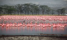 Flamingók Nakuruban