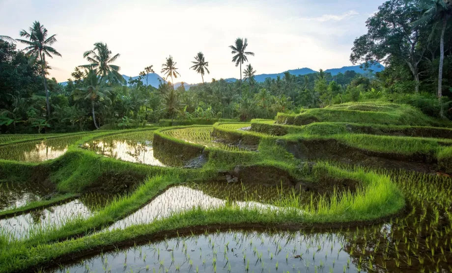 Jatiluwih rizsföldek