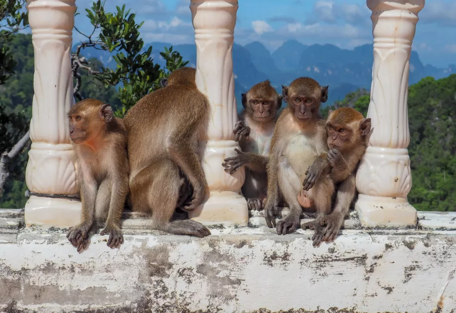 Tigrisbarlang templom, Krabi, Thaiföld