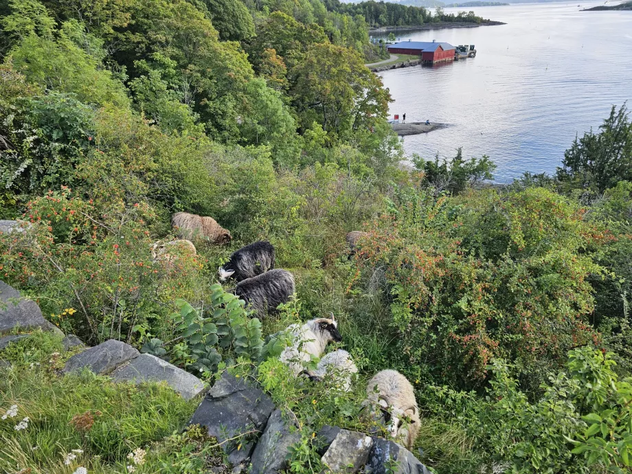 Állatok Hovedoya szigetén