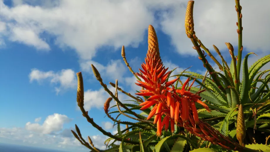 Aloe