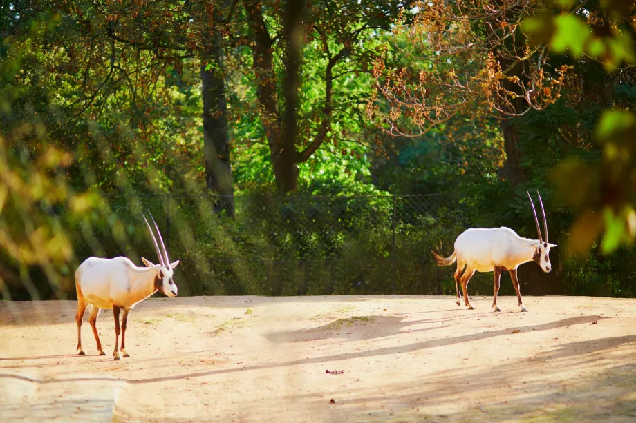 Állatkert a Jardin des Plantes-ban