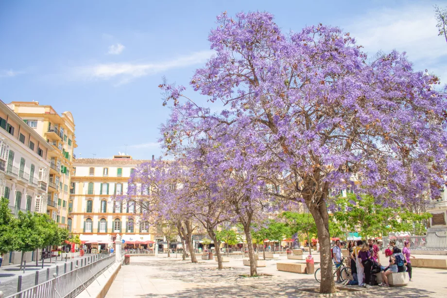 Jacaranda fák