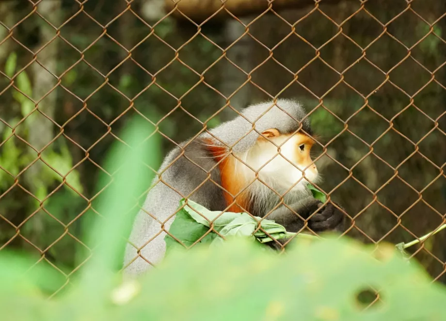 Cuc Phuong NP, Ninh Binh, Vietnam