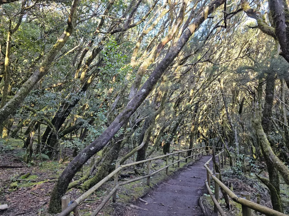 Laguna Grane környéki babérerdők