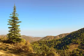 Troodos lucfenyő