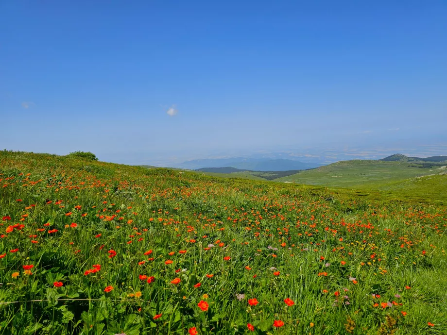 A Vitosha-hegység rétjei