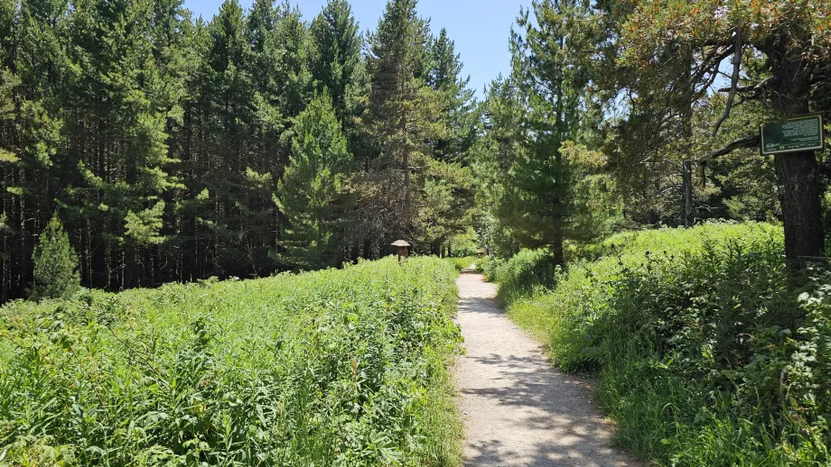 A Vitosha-hegység alacsonyabb fekvésű erdei