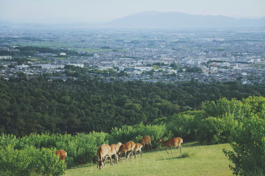 Kilátás a Nara Parkból