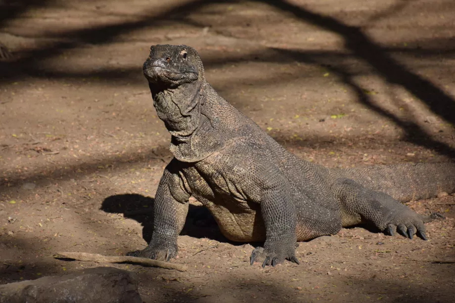 Komodo sziget, Komodo szigetek, Indonézia