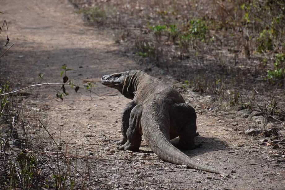 Varan komodo, Komodo szigetek, Indonézia