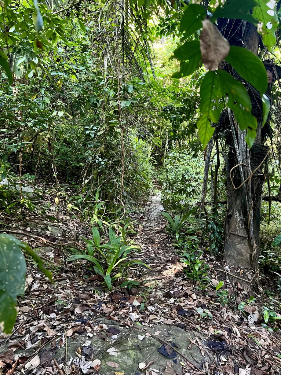 Paya trekking Gentingbe, Tiomanba