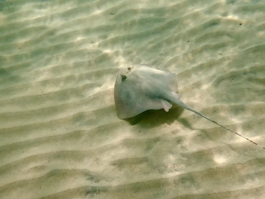 Snorkelling Tiomanon