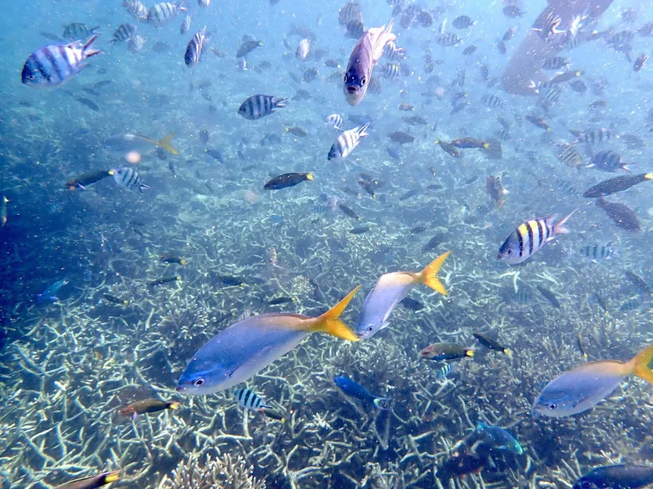 Snorkeling Tiomanon és halak